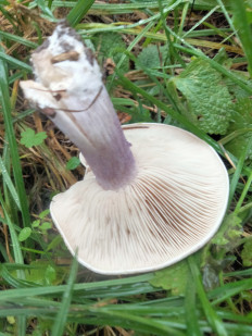 Lepista saeva - Рядовка лиловоногая