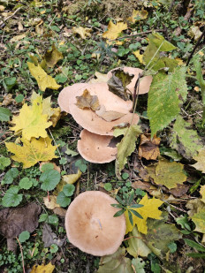 Гриб из Волгоград