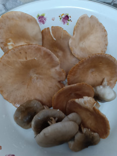 Гриб из Волгоград