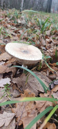 Гриб из Белгород