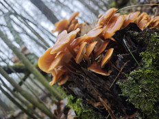 Опёнок зимний