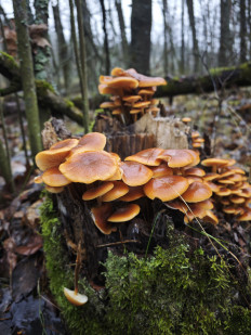 Опёнок зимний