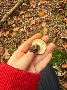 Гриб из Darmstadt