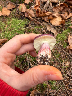 Гриб из Darmstadt