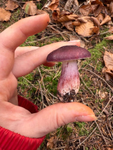 Гриб из Darmstadt