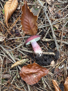 Гриб из Darmstadt