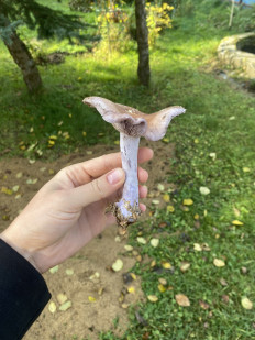 Гриб из Москва