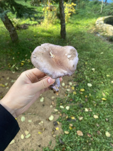 Гриб из Москва