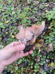 Гриб из Москва