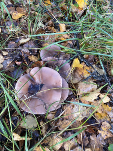 Гриб из Москва