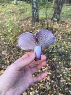 Гриб из Москва