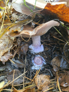 Гриб из Москва