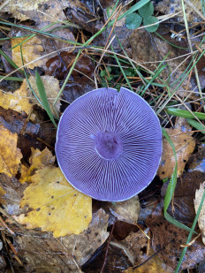 Гриб из Москва