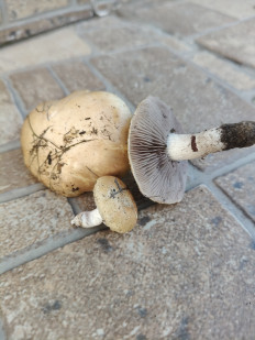 Гриб из Луганск