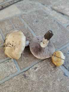 Гриб из Луганск