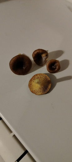 Гриб из эртиль