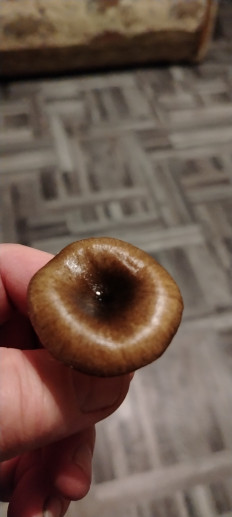 Гриб из эртиль