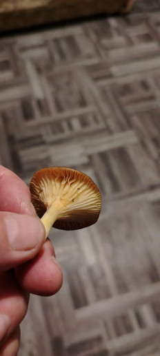 Гриб из эртиль