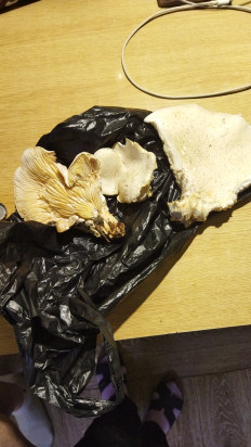 Гриб из Керчь