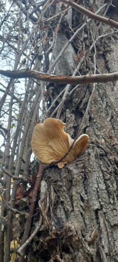 Гриб из Керчь