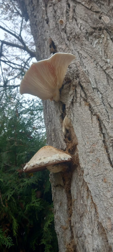 Гриб из Керчь