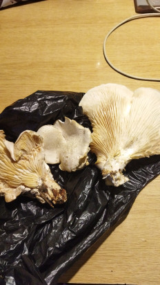 Гриб из Керчь