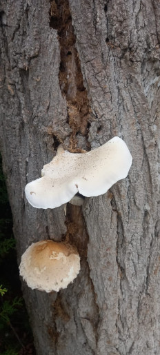 Гриб из Керчь