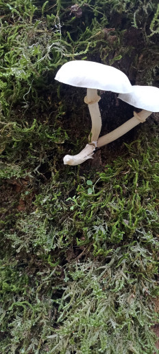 Гриб из Сочи