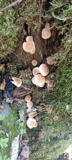 Гриб из Сочи