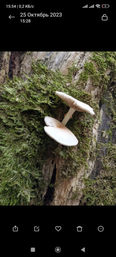 Гриб из Сочи