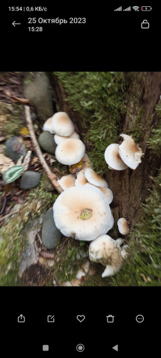 Гриб из Сочи