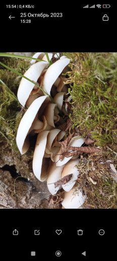 Гриб из Сочи