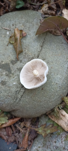 Гриб из Сочи