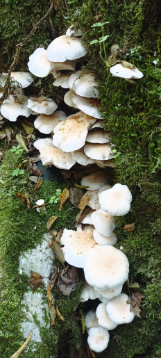 Гриб из Сочи