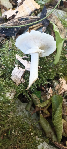 Гриб из Сочи