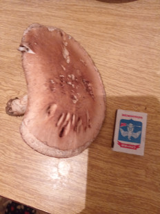 Гриб из город Волжский Волгоградской области