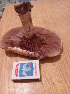 Гриб из город Волжский Волгоградской области