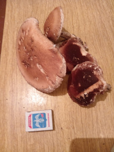 Гриб из город Волжский Волгоградской области