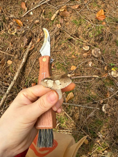 Гриб из Darmstadt