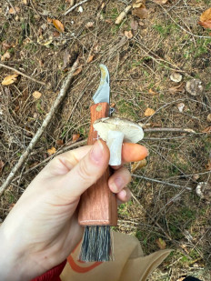 Гриб из Darmstadt