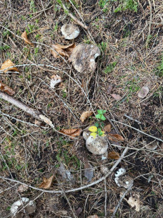 Гриб из Darmstadt