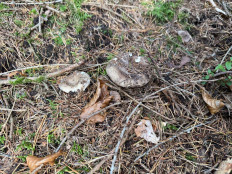 Гриб из Darmstadt