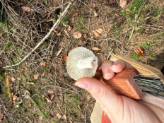 Гриб из Darmstadt