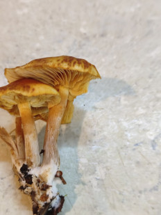 Гриб из Минск