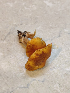 Гриб из Минск