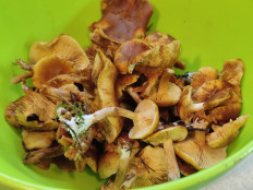 Гриб из Минск