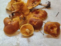 Гриб из Минск