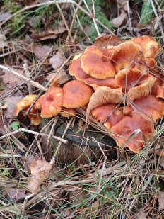 Гриб из Минск