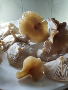 Гриб из Богучар