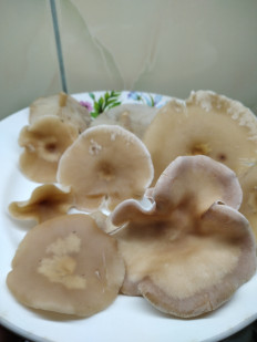 Гриб из Богучар